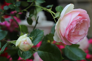 お教室について